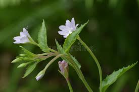 Attēlu rezultāti vaicājumam “Epilobium montanum flower”