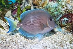 Image result for Acanthurus coeruleus