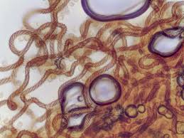 Attēlu rezultāti vaicājumam “Hemitrichia chrysospora sessile”