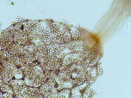Attēlu rezultāti vaicājumam “Cribraria splendens spores”