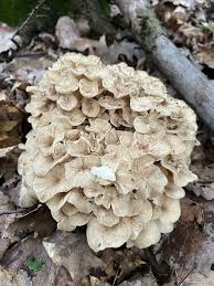 Attēlu rezultāti vaicājumam “Polyporus umbellatus”