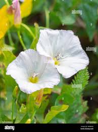 Attēlu rezultāti vaicājumam “Convolvulus arvensis flower”