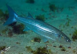 Image result for Liza aurata