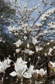 Attēlu rezultāti vaicājumam “Magnolia cylindrica”