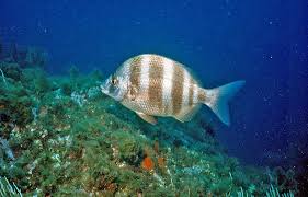 Image result for Diplodus lineatus