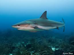 Image result for Carcharhinus perezii