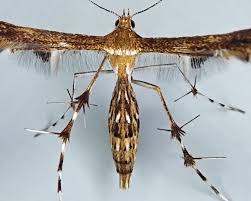 Attēlu rezultāti vaicājumam “Pterophoridae”