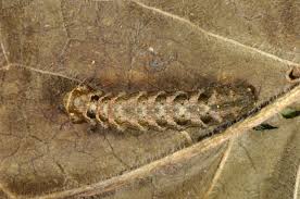 Attēlu rezultāti vaicājumam “Axylia putris”