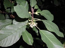 Attēlu rezultāti vaicājumam “Frangula alnus flower”