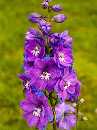 Image result for Rittersporn