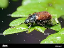 Attēlu rezultāti vaicājumam “Phyllopertha horticola imago”
