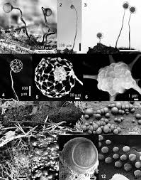 Attēlu rezultāti vaicājumam “Lindbladia tubulina spores”