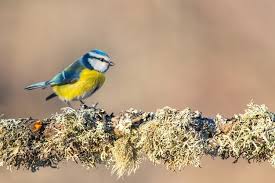 Image result for Cyanistes caeruleus