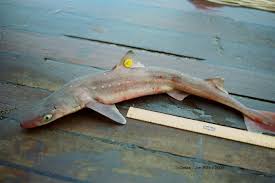 Image result for Squalus acanthias