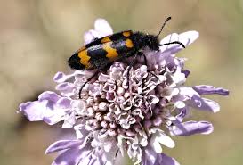 Attēlu rezultāti vaicājumam “Meloidae”