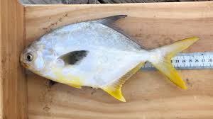 Image result for Trachinotus carolinus