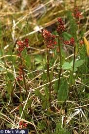 Attēlu rezultāti vaicājumam “Rumex acetosa”