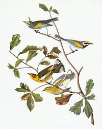 Image result for Dendroica tigrina