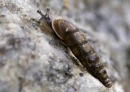 Attēlu rezultāti vaicājumam “Clausiliidae”