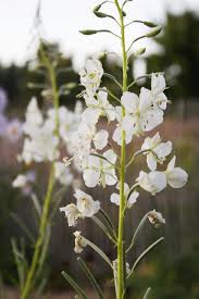 Image result for Epilobium angustifolium
