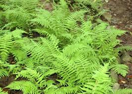 Attēlu rezultāti vaicājumam “Polystichum braunii”