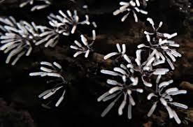 Attēlu rezultāti vaicājumam “Stemonitopsis hyperopta var. landewaldii stalked”