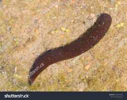 Attēlu rezultāti vaicājumam “Haemopis sanguisuga”