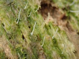 Attēlu rezultāti vaicājumam “Multiclavula mucida”