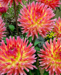 Image result for Dahlia hybrid.