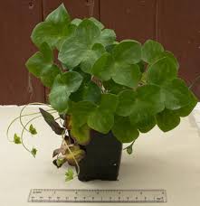 Attēlu rezultāti vaicājumam “Hepatica nobilis leaf”