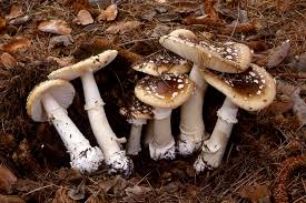 Attēlu rezultāti vaicājumam “Amanita pantherina”