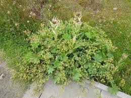 Attēlu rezultāti vaicājumam “Alchemilla vulgaris aggr.”