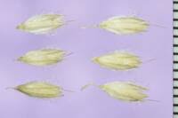 Attēlu rezultāti vaicājumam “Alopecurus pratensis fruit”