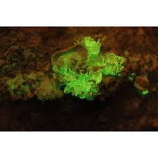 Attēlu rezultāti vaicājumam “Panellus stipticus”