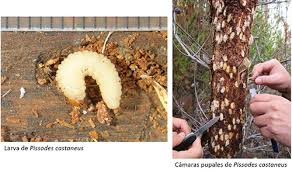 Attēlu rezultāti vaicājumam “Pissodes castaneus”