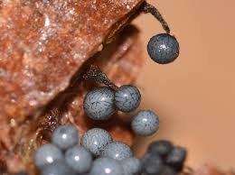 Attēlu rezultāti vaicājumam “Cribraria vulgaris”