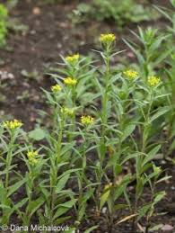 Attēlu rezultāti vaicājumam “Erysimum cheiranthoides leaf”