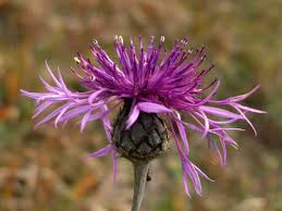 Attēlu rezultāti vaicājumam “Centaurea scabiosa fruit”