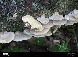 Attēlu rezultāti vaicājumam “Trametes ochracea”