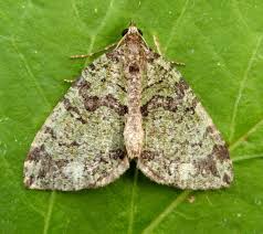 Attēlu rezultāti vaicājumam “Hydriomena furcata”