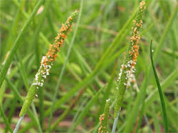 Attēlu rezultāti vaicājumam “Alopecurus aequalis”