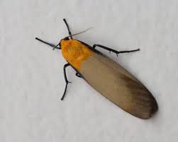 Attēlu rezultāti vaicājumam “Lithosia quadra”