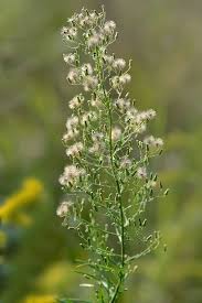 Attēlu rezultāti vaicājumam “Erigeron canadensis”