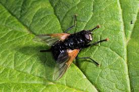 Attēlu rezultāti vaicājumam “Mesembrina meridiana”