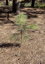 Attēlu rezultāti vaicājumam “Pinus ponderosa”