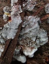 Attēlu rezultāti vaicājumam “Ceratiomyxa morchella stalked”