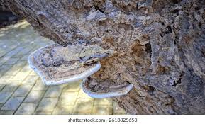 Attēlu rezultāti vaicājumam “Amaurochaete atra young”