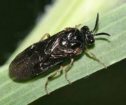 Attēlu rezultāti vaicājumam “Argidae”