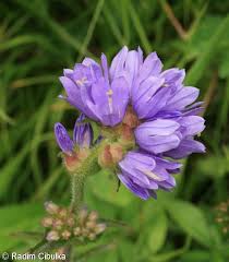 Attēlu rezultāti vaicājumam “Campanula cervicaria flower”