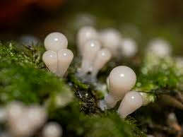 Attēlu rezultāti vaicājumam “Hemitrichia chrysospora young”